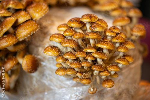 A dense clusters of Pholiota adiposa, chestnut mushrooms, growing synthetic material. The edible cremini mushrooms known as cinnamon caps and fat pholiota have small smooth brown round caps with gills