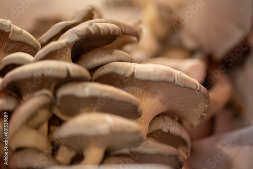 A cluster of organic oyster mushrooms, Pleurotus ostreatus,  growing in a cultivated environment. The small round smooth caps, are feathery underneath and are pale yellow colored with a mild flavor.  photo