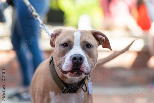 A tan brown colored American bully dog with a white stripe down the center of its head and around its black nose. The strong bully dog is wearing a choke collar and leash. The animal is standing firm.