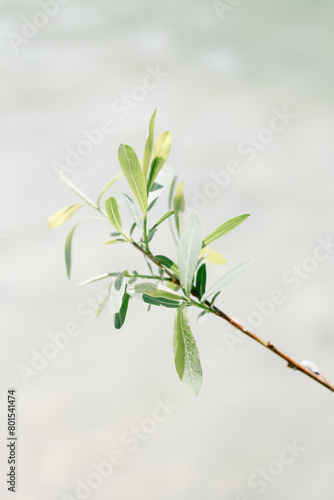 Olive Leaf Branch in Bright Sunlight