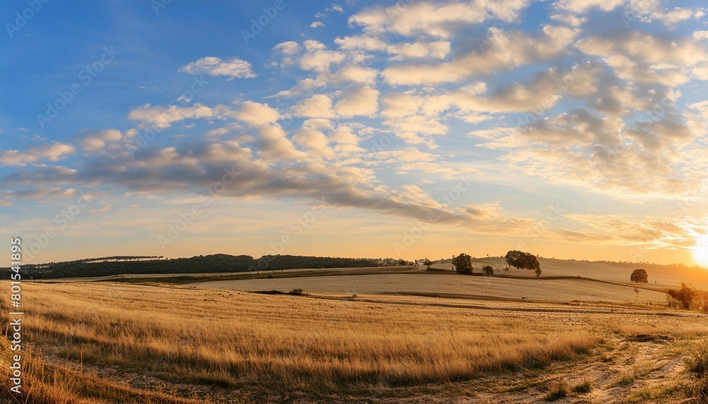 wheat field and blue sky with air clouds.
