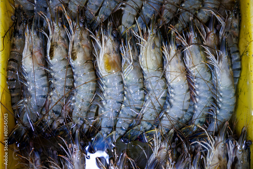 giant river prawn in ice box for sale in street food market