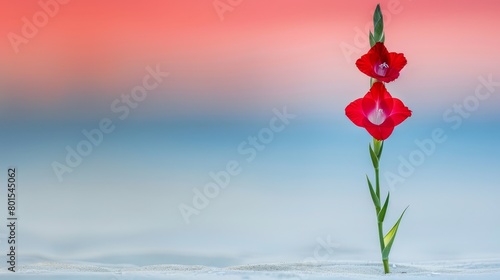   A close-up of a red flower with a blurred background of a sky