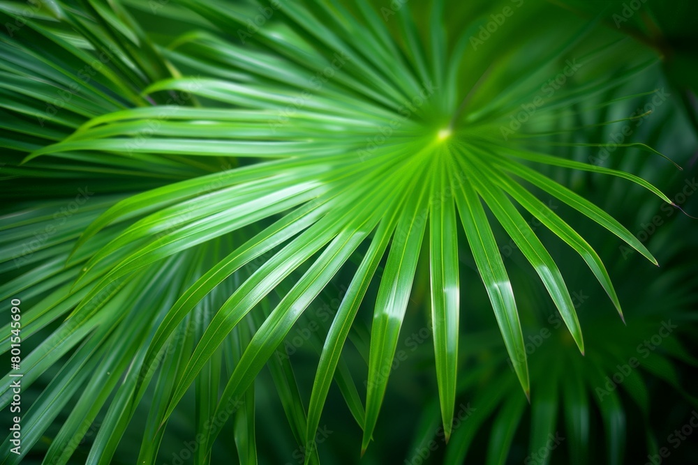 Green palm leaf macro, textured tropical leaves background. Green palm leaf macro, textured tropical leaves background.
