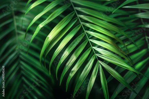 Green palm leaf macro, textured tropical leaves background. © bramthestocker