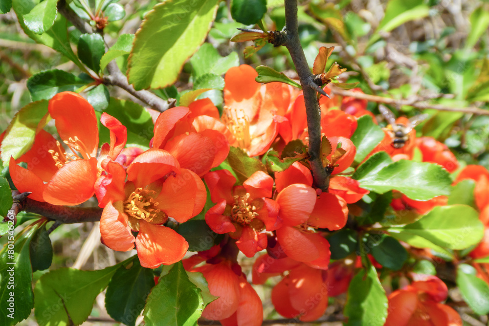 Quince flower. Close-up of a quince bush blooming. Chaenomeles close up Quince flower. Close-up of a quince bush blooming. Chaenomeles close up