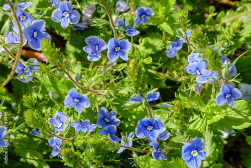 Blue flower Persian speedwell or Veronica persica