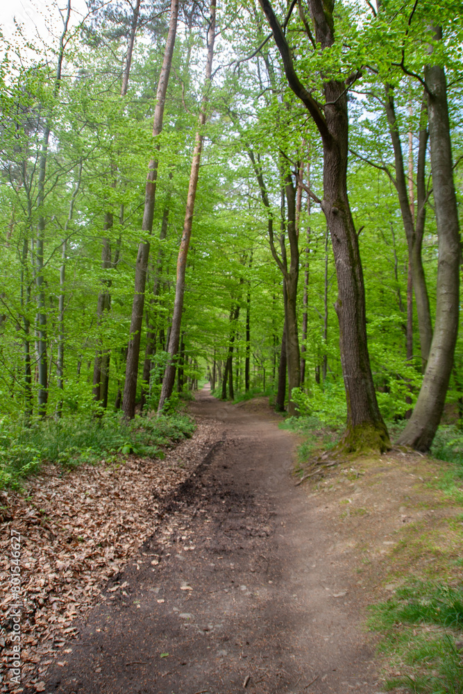 a path in the forest in spring a path in the forest in spring