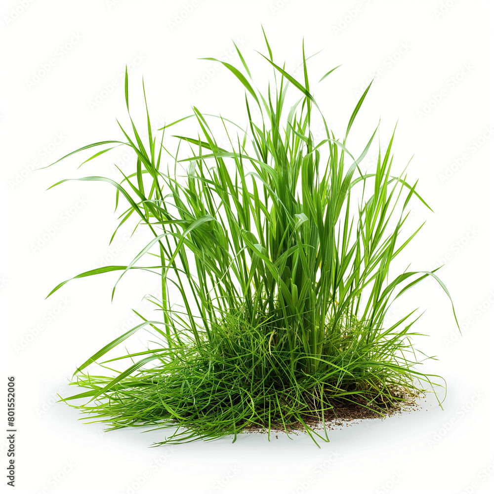 Obraz premium Fresh Uprooted Green Grass Cluster on White Background