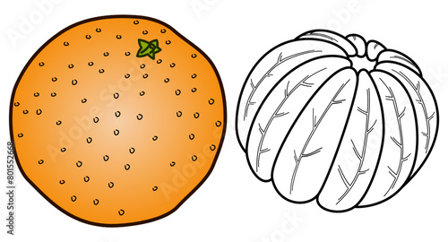 An unpeeled tangerine in color and next to it a peeled tangerine outline