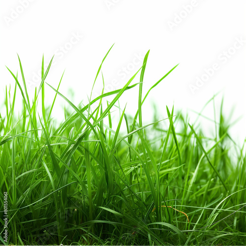 Lush Green Grass with a White Background © huehustle