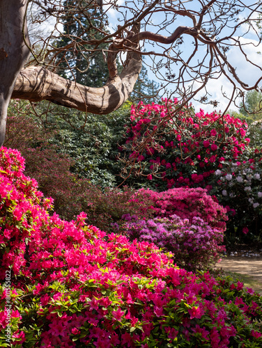 Floral colours in springtime: brightly coloured rhododendron flowers, photographed at end April in Temple Gardens, Langley Park, Iver Heath, UK. photo