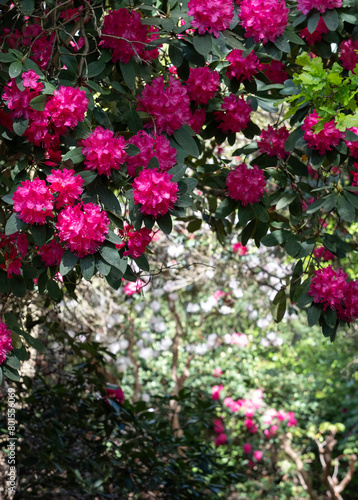 Fototapeta Naklejka Na Ścianę i Meble -  Floral colours in springtime: brightly coloured rhododendron flowers, photographed at end April in Temple Gardens, Langley Park, Iver Heath, UK.