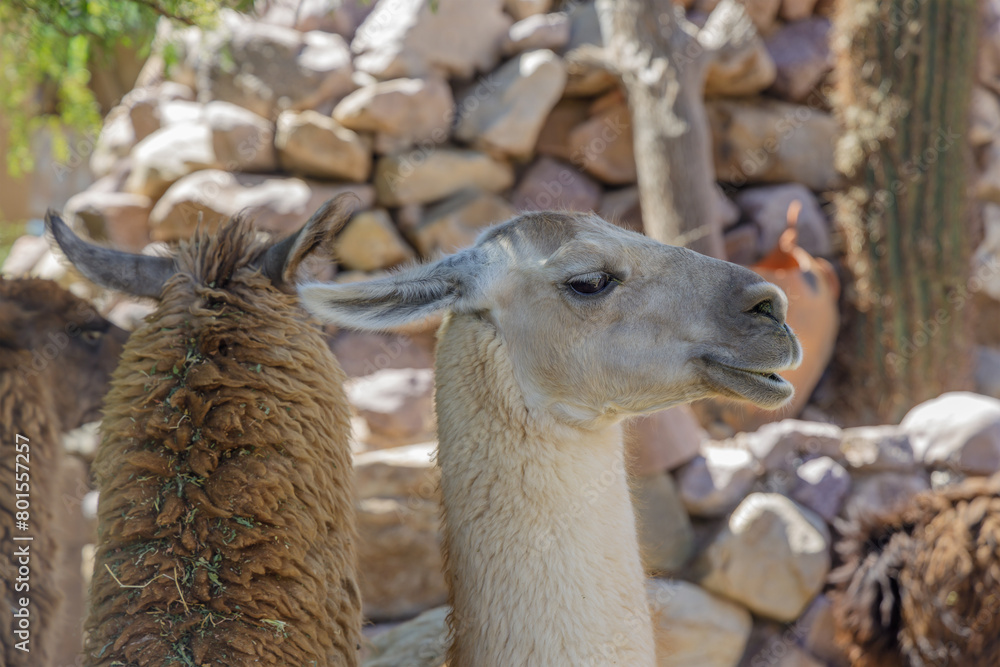 Naklejka premium Portrait of a llama in northwest Argentina.
