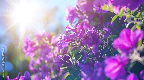 This is an image of purple flowers with a blurred background of bright blue sky and white clouds.  