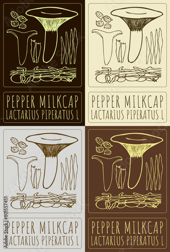 Set of vector drawing PEPPER MILKCAP in various colors. Hand drawn illustration. The Latin name is LACTARIUS PIPERATUS L photo