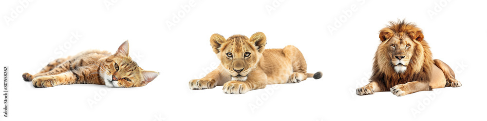 Set bundle of kitten, cub and lion laying down PNG transparent background isolated graphic resource. Big and small cute cats in nature, hunters