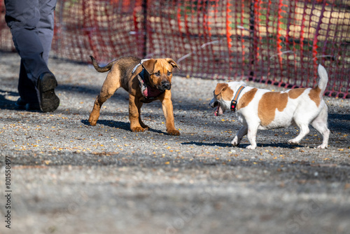 Cute light brown puppy meeting an older small white and tan dog in the dog park
