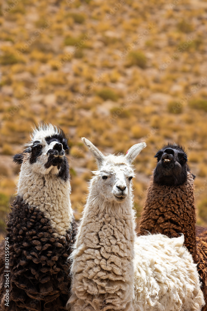 Fototapeta premium Three different llamas on a blurred background