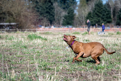 Agile chestnut brown dog in a purple collar looking up to catch a ball while playing fetch in the dog park on a sunny spring day
