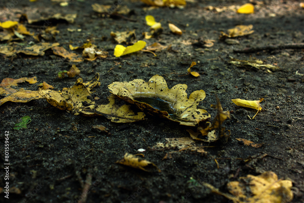 A leaf like a saucer, after the rain A leaf like a saucer, after the rain