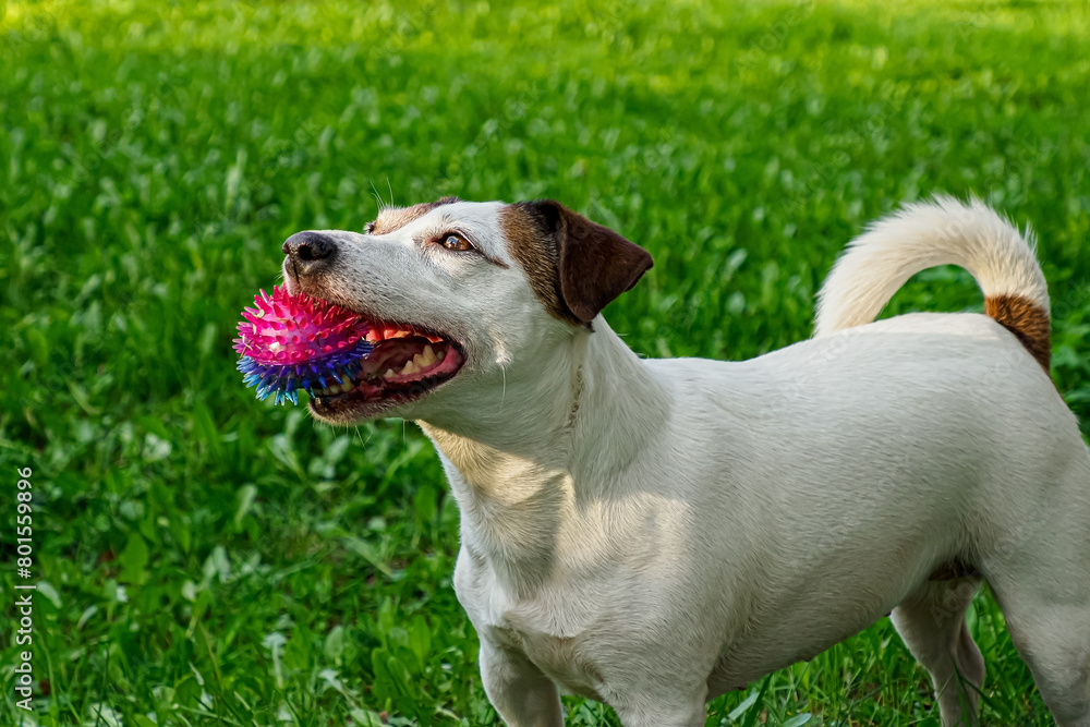 Dog. Jack Russell terrier. A pet. A cheerful pedigreed dog with a toy. Dog. Jack Russell terrier. A pet. A cheerful pedigreed dog with a toy.