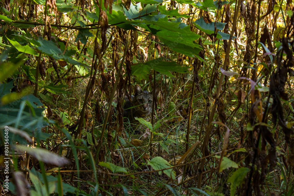 A cat in its natural habitat A cat in its natural habitat