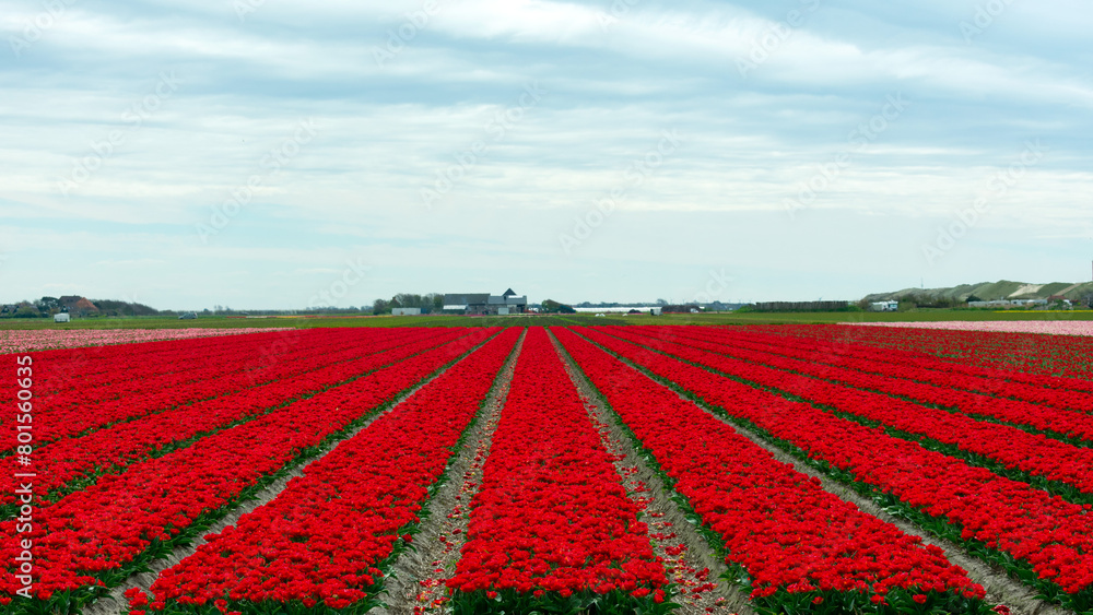 rote Tulpenfelder in Nordholland, Julianadorp
