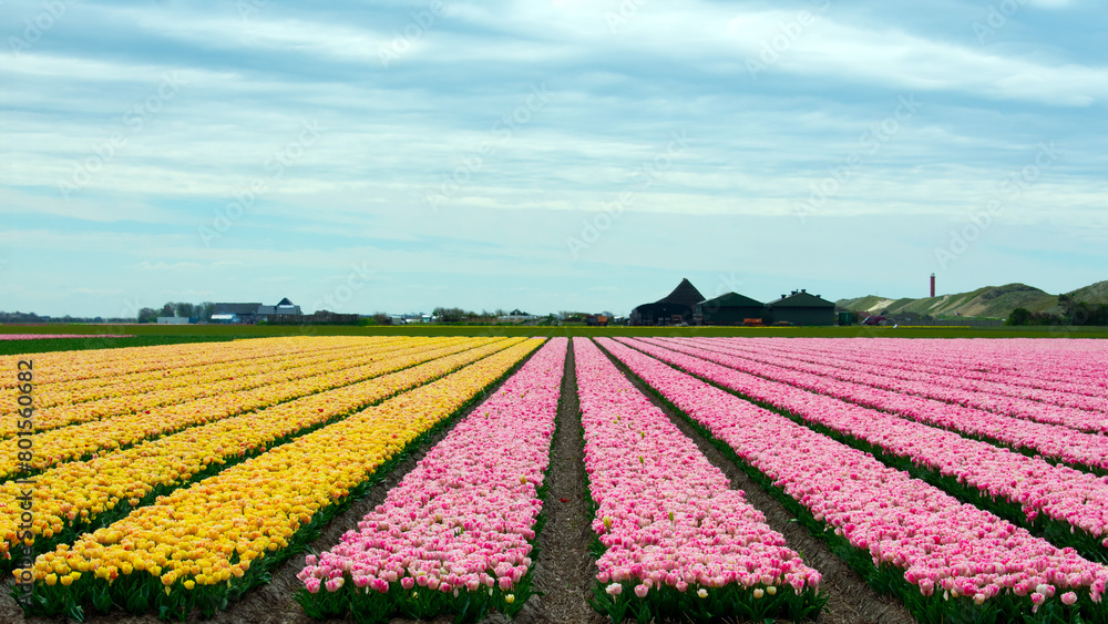 gelbe und rosa Tulpenfelder in Nordholland, Julianadorp,