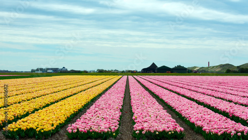 gelbe und rosa Tulpenfelder in Nordholland  Julianadorp 