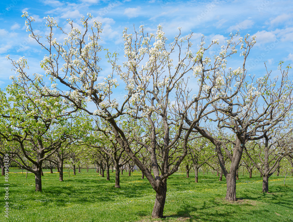 Apple tree blossom in spring. Natural background. Apple tree blossom in spring. Natural background.