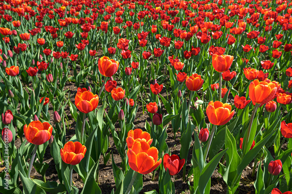 Red blooming tulips in spring. Abstract natural background. Red blooming tulips in spring. Abstract natural background.