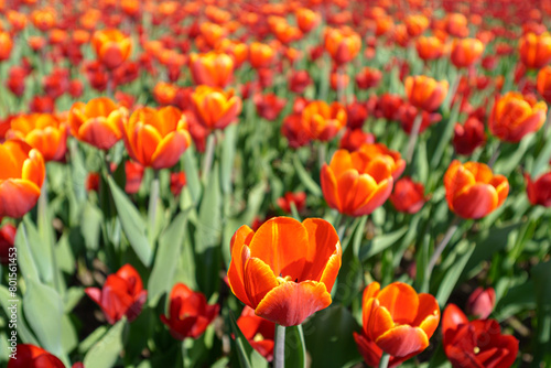 Red blooming tulips in spring. Abstract natural background.