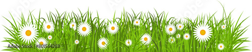Green grass with flower frame. Spring grass and daisy border isolated.