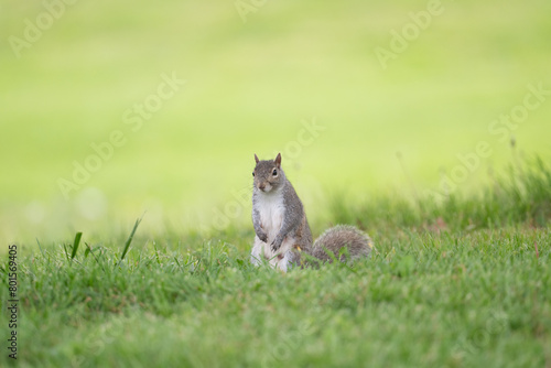 eastern gray squirrel in the grass photo