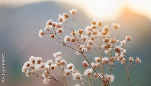 dry gypsophila flower with light natural blur background macro © Jayla