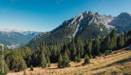 mountain with pines forest with blue sky