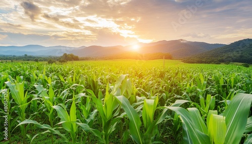 green corn field in agricultural plantation and light shines sunset in the evening