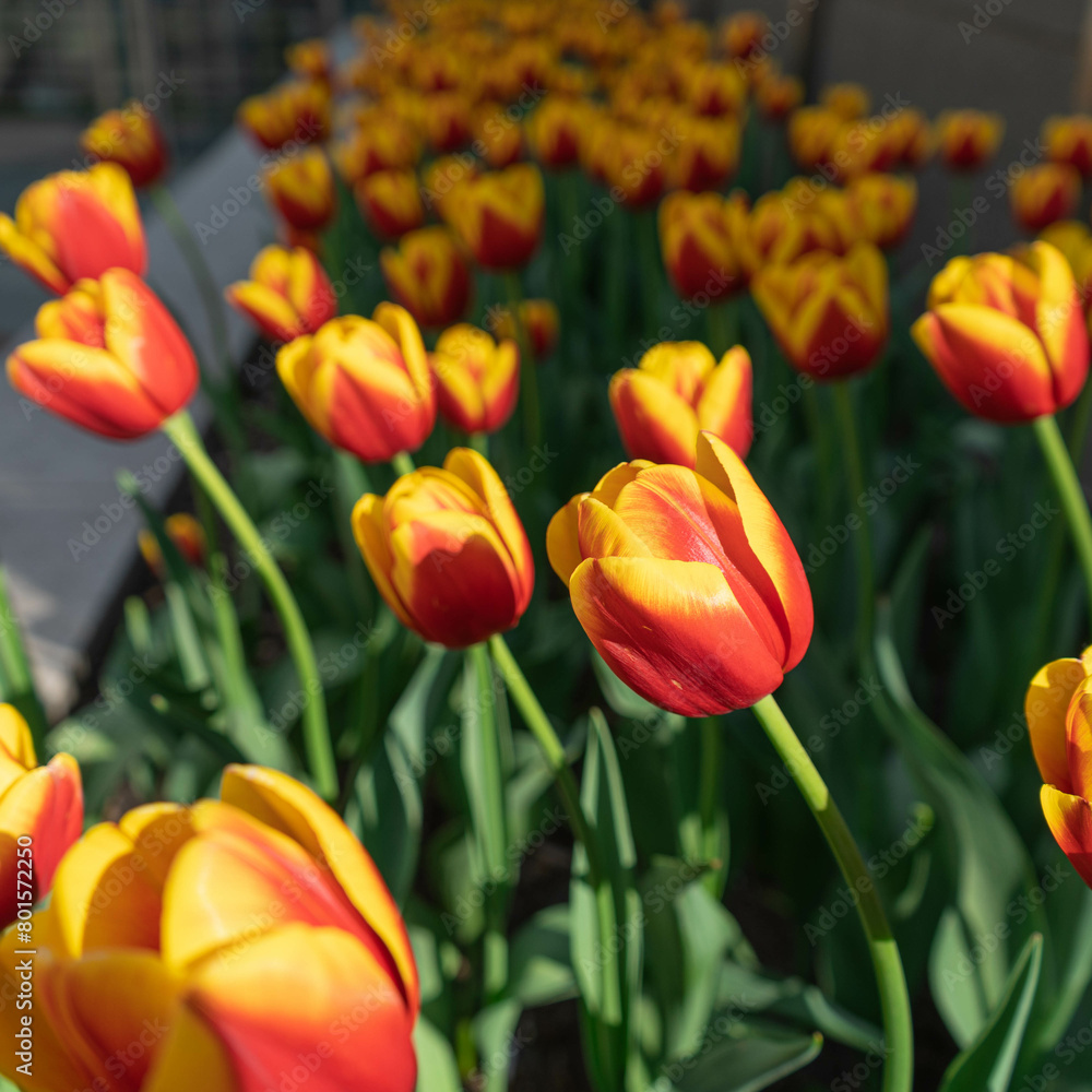 Fototapeta premium Tulips in the city