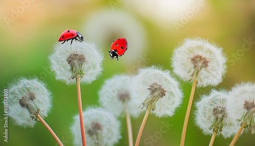 dandelions close up on nature in spring against backdrop of summer the wind blows away seeds of dandelions template for summer vacations on nature ladybug