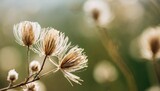 dried beige fluffy fragile flowers with branche and obe bud on natural blur background macro