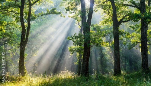 oak forest with sunbeams through morning fog