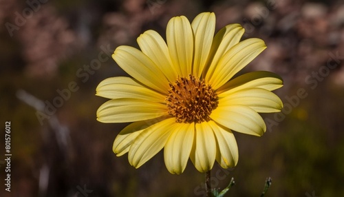 yellow daisy flower closeup