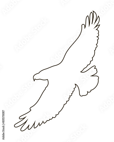 Silhouette of an eagle in outline style. A flying bird. Vector illustration highlighted on a white background
