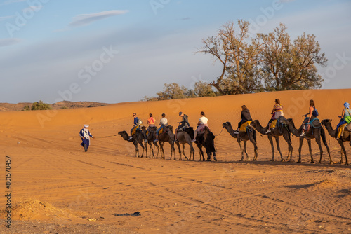 camel in the desert Morocco 