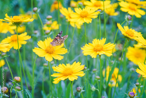 Schilderij op canvas Field of yellow flower Coreopsis lanceolata, Lanceleaf Tickseed or Maiden's eye blooming in summer