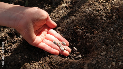 Seminare i semi di girasole in giardino, una  mano che pianta i girasoli direttamente nel terreno photo