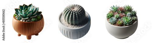 cactus succulents potted plant isolated png