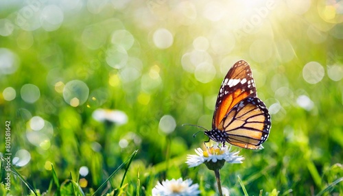 natural spring or summer green grass field with butterfly and sunny bokeh background © Mac