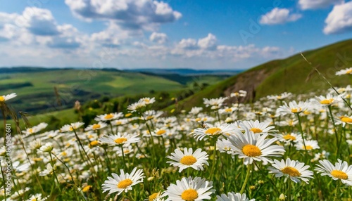 natural panoramic landscape with blooming field of daisies in the grass in the hilly countryside